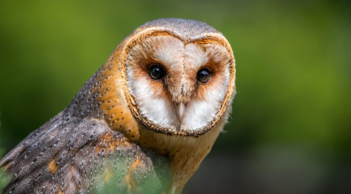 Löwenbrücke: Nistkästen für Schleiereulen werden installiert