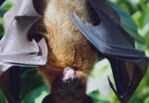 Den Naturpark mit Kindern erleben- Fledermäuse am Hagenburger Kanal