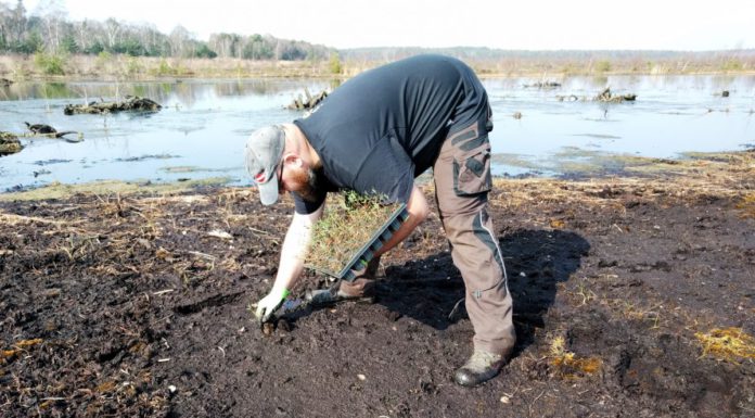 Totes Moor: Wo das Wollgras wieder blüht
