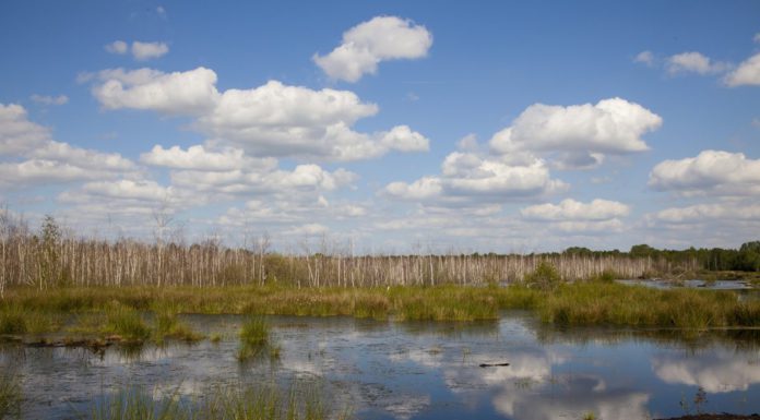Mit dem Naturpark-Ranger durch das Tote Moor