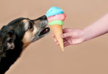 Hunde-Eis ganz einfach selber machen