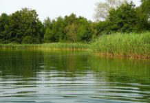 Vorsicht beim Baden: Erhöhtes Aufkommen von Blaualgen