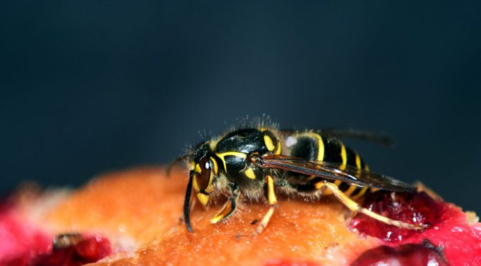 Die armen Verkäufer/innen in Bäckereien, Wespenplage unterträglich