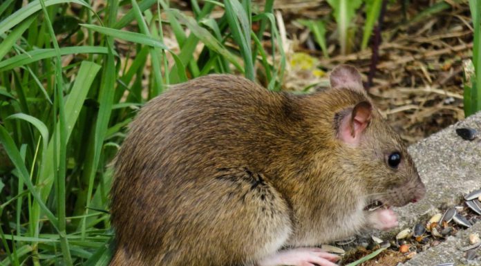 Stadt geht auf Rattenjagd