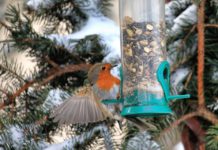 Vögel füttern im Winter