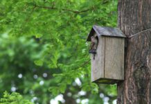 Ferienaktion: „Wir bauen Nistkästen für unsere gefiederten Freunde“