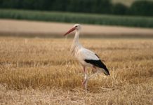 Naturparkkino 2019 – „Deutschlands wilde Vögel”