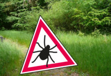 Start der Zeckensaison