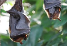 Den Naturpark mit Kindern erleben- Fledermaus – Führung an der Alten Moorhütte