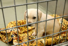 Lebende Urlaubsmitbringsel: Vorsicht geht vor Tierliebe