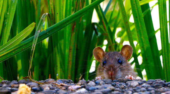 Allgemeine Rattenbekämpfung und speziell am Erichsberg