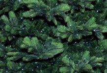 aha holt Weihnachtsbäume ab -Abholtage sind die jeweiligen Bioabfuhrtage