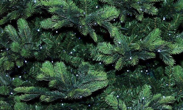 aha holt Weihnachtsbäume ab -Abholtage sind die jeweiligen Bioabfuhrtage