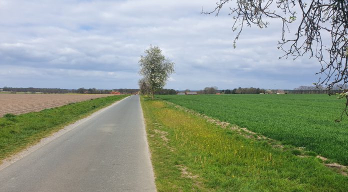Mehr Artenvielfalt: Stadt legt Blühstreifen an und pflanzt Obstbäume