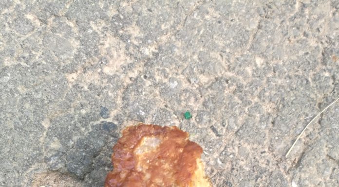 Giftköder Neustadt/Niedernstöcken