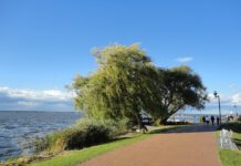 Erhöhtes Aufkommen von Blaualgen im Steinhuder Meer Vor allem Kinder und Hunde sollten betroffene Bereiche meiden