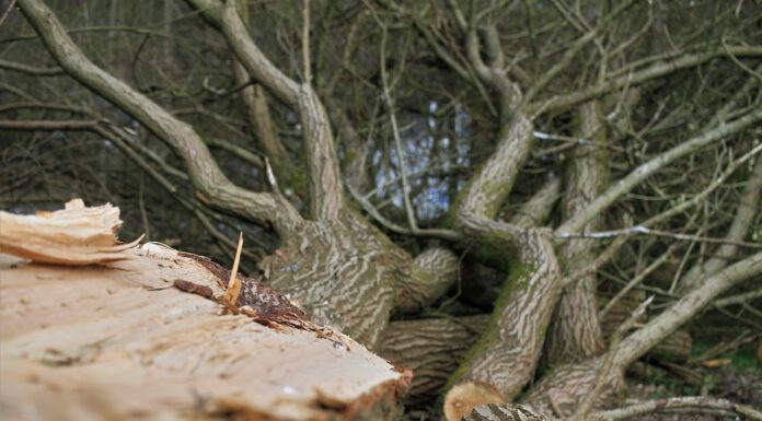 Baumfällungen im Toten Moor ab dem 01. September