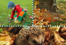 Gartenarbeiten im Oktober – Das ist besonders wichtig
