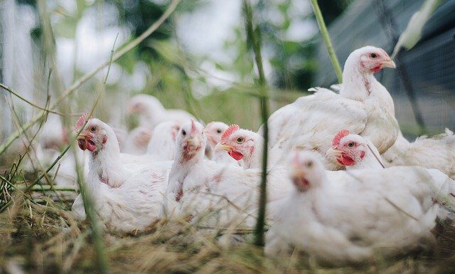 Vogelgrippe: Tote Vögel der Region Hannover melden