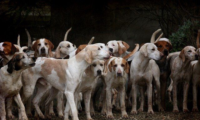 Die Stadtverwaltung versendet ab Freitag, 4. Dezember, die neuen Hundesteuermarken an alle Haushalte