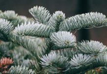 aha holt Weihnachtsbäume ab: Abholtage sind die jeweiligen Bioabfuhrtage