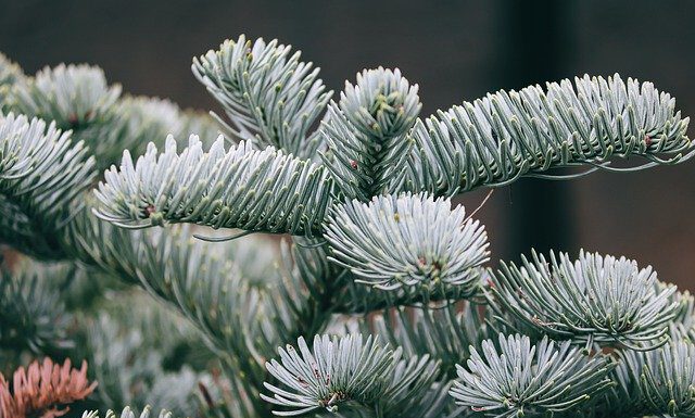 aha holt Weihnachtsbäume ab: Abholtage sind die jeweiligen Bioabfuhrtage