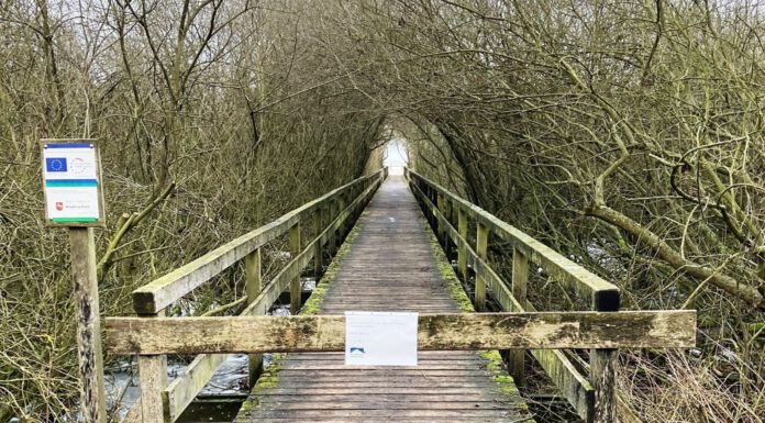 Stege zum Winzlarer Turm und zur Neuen Moorhütte gesperrt: Frostschäden an der Infrastruktur im Naturpark