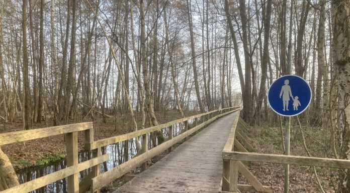 Stege zum Winzlarer Turm und zur Neuen Moorhütte wieder freigegeben: Frostschäden im Naturpark Steinhuder Meer beseitigt
