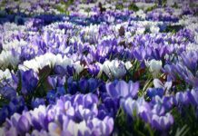 Weltweiter Pflanz-eine-Blume-Tag 2021: Blumen sorgen für eine farbenfrohe Welt!