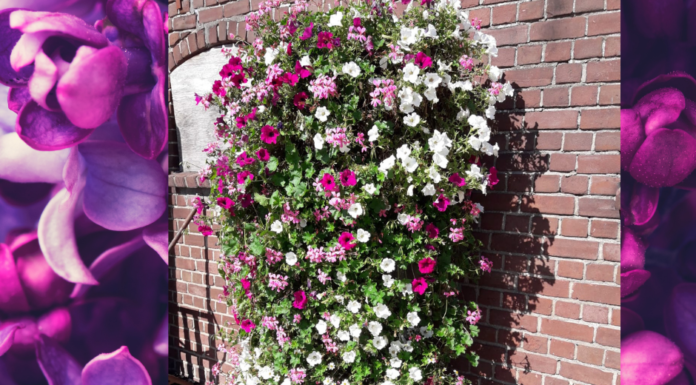 Farbefrohe, blühende Akzente für die Innenstadt