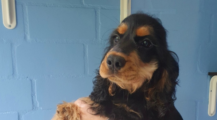 Sechs Cockerspaniel, ein Pinscher und zwei Katzen abzugeben