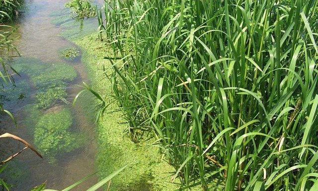 Vermehrtes Aufkommen von Blaualgen am Steinhuder Meer