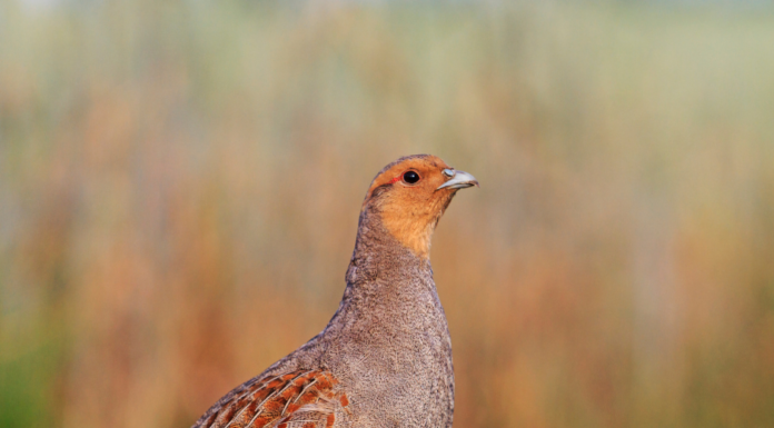 Volle Deckung: Schutz und Nahrung für Rebhühner in der Region