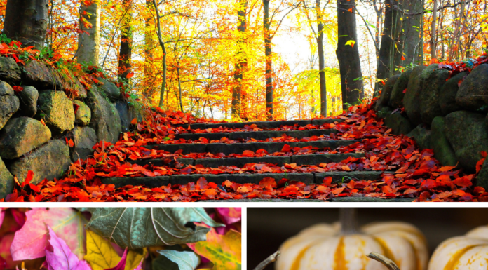 Gartenarbeiten im Oktober – Das ist besonders wichtig