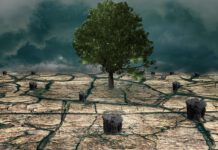 Tag des Baumes 2022: Wälder in der Region Hannover unter Stress – Trockenheit und Klimawandel beeinträchtigen Bäume und Wälder