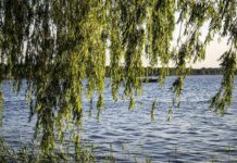 Naturpark Steinhuder Meer: Wildpflanzen-Exkursion am 25. Mai –  Bitte begeistern – Veranstaltung für Menschen in der Umweltkommunikation