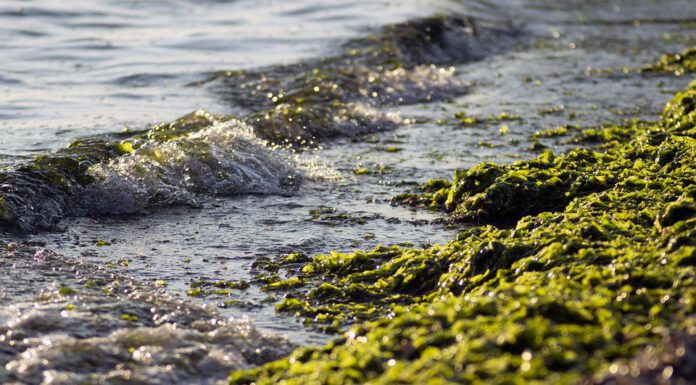 Blaualgen-Warnung für das Steinhuder Meer – Gesundheitsamt registriert erhöhtes Vorkommen von Cyanobakterien