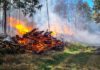 Waldbrand in Eilvese: Rauchentwicklung in einem Waldstück