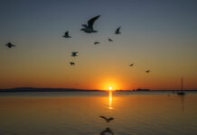 Gemeinsame Werte: Ein Kodex für das Steinhuder Meer -12. Steinhuder Meer Konferenz am 4. November im Schloss Landestrost