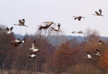 Naturparkkino: Infozentrum Steinhude zeigt „Deutschlands wilde Vögel“