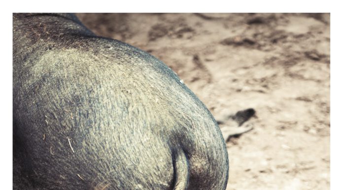 Der Tote im Zoo – Susanne Fletemeyer liest in der Stadtbibliothek aus ihrem Kriminalroman