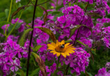 Teilschließung des Schulbiologiezentrum für Stadt-,und Regionsschüler*innenrat nicht hinnehmenbar