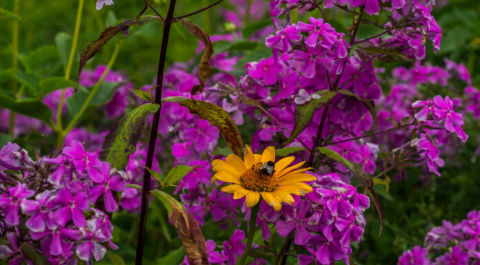 Teilschließung des Schulbiologiezentrum für Stadt-,und Regionsschüler*innenrat nicht hinnehmenbar