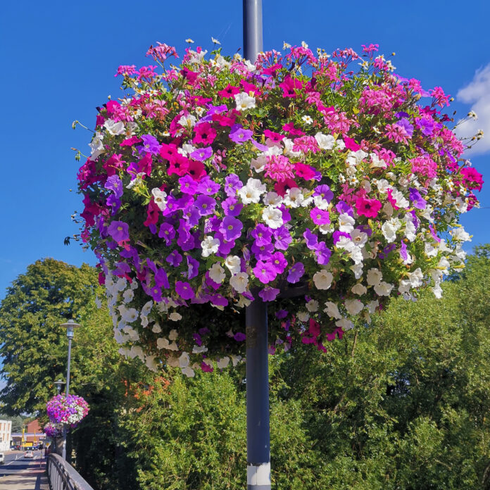Blumenampeln für die Innenstadt. Blumenampeln Saison 2024 - Sponsoren gesucht!
