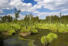 Saisonstart im Naturpark Steinhuder Meer: Umfangreiches Jahresprogramm