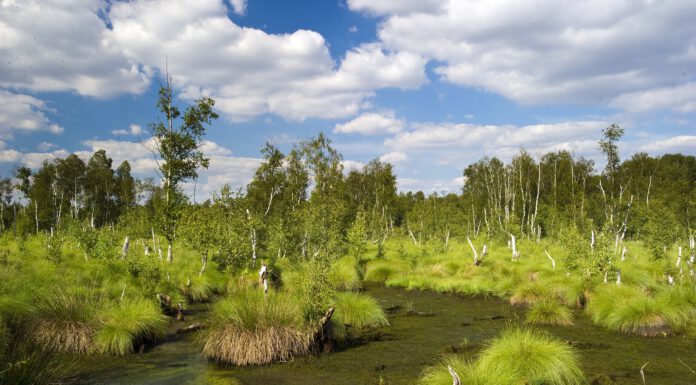 Saisonstart im Naturpark Steinhuder Meer: Umfangreiches Jahresprogramm