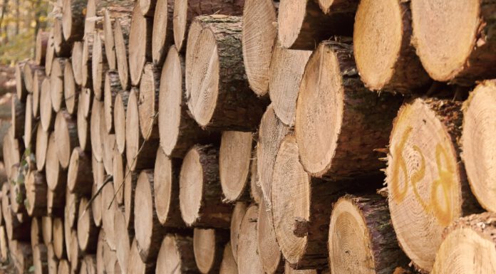 Zeugenaufruf: 2 Fälle von Holzdiebstahl in Gemarkung Dudensen