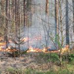 Waldbrandeinsatz der Feuerwehr in der Gemarkung Metel, Luttmersen Waldbrandeinsatz der Feuerwehr. Foto: Feuerwehr Neustadt
