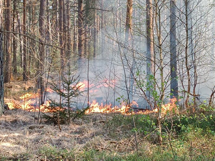 Waldbrandeinsatz der Feuerwehr. Foto: Feuerwehr Neustadt