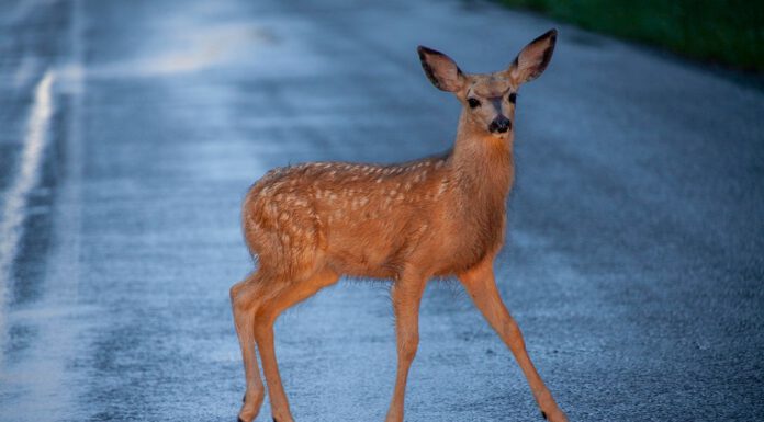 Der Herbst hat begonnen, die Tage werden länger. Wie vermeidet man Wildunfälle? Der Herbst hat begonnen, die Tage werden länger. Wie vermeidet man Wildunfälle?